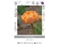 Zdjęcie: Tulipan Sun Lover żółty 4 sztuki W.LEGUTKO