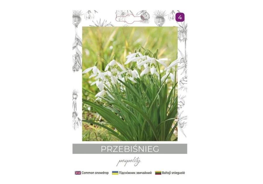 Zdjęcie: Przebiśnieg pospolity biały 5 sztuk W.LEGUTKO