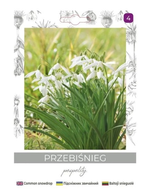 Zdjęcie: Przebiśnieg pospolity biały 5 sztuk W.LEGUTKO