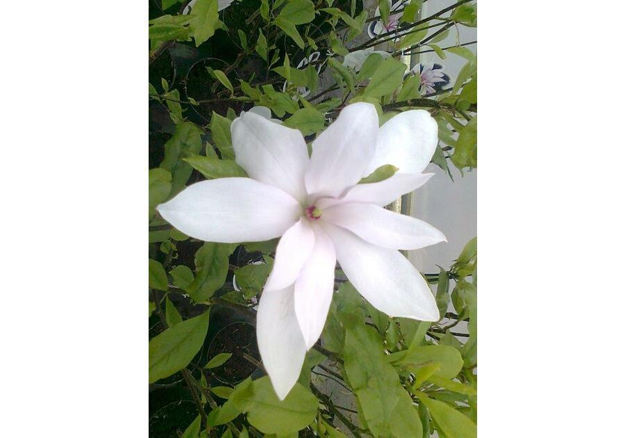 Zdjęcie: Magnolia gwiaździsta Magnolia stellata ŁAZUCCY