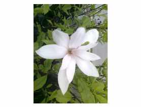 Magnolia gwiaździsta Magnolia stellata ŁAZUCCY