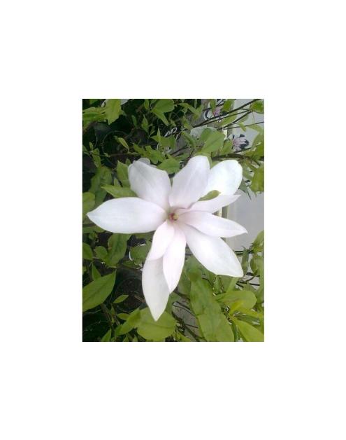 Zdjęcie: Magnolia gwiaździsta Magnolia stellata ŁAZUCCY