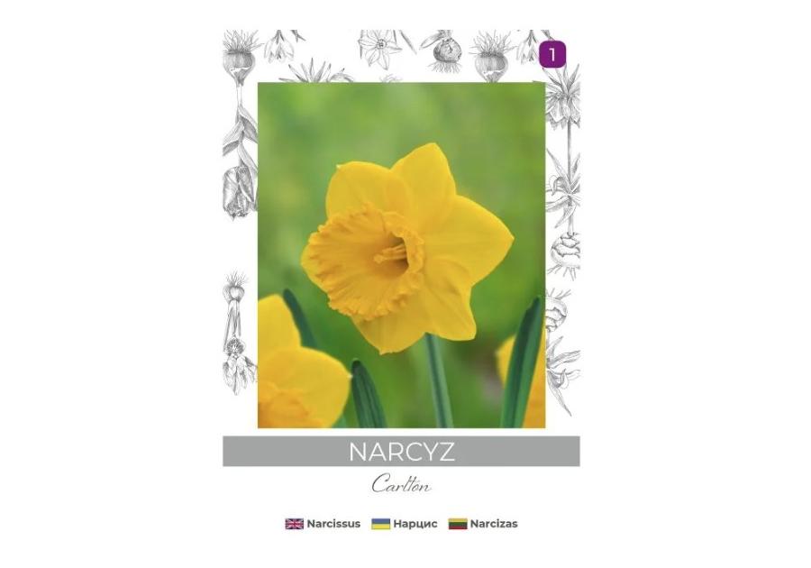 Zdjęcie: Narcyz Carlton żółty 3 sztuki W.LEGUTKO