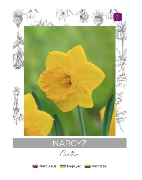 Zdjęcie: Narcyz Carlton żółty 3 sztuki W.LEGUTKO