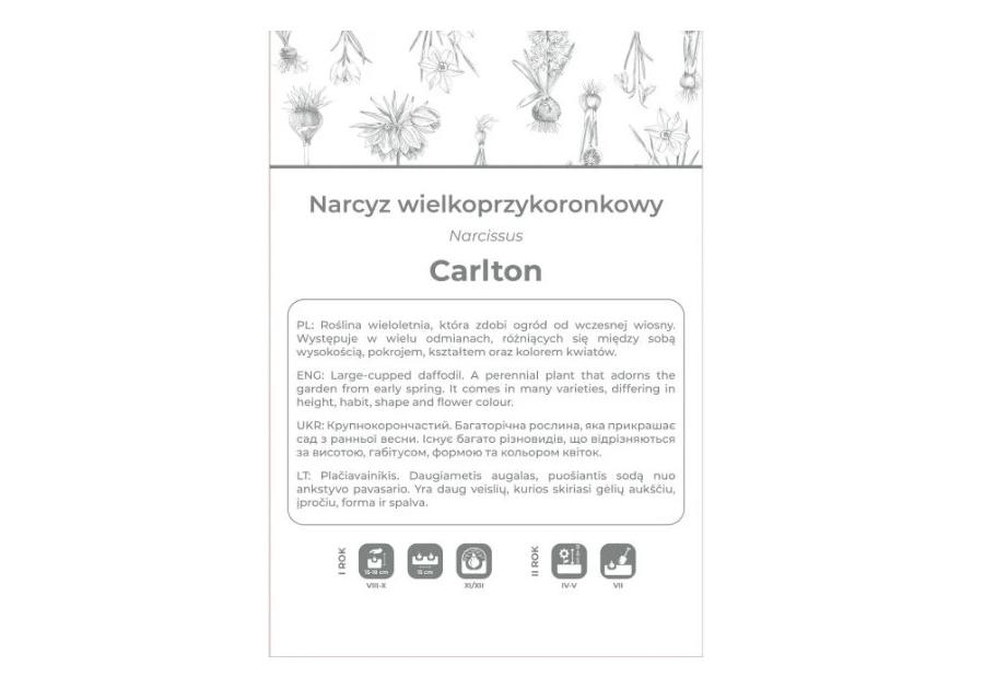 Zdjęcie: Narcyz Carlton żółty 3 sztuki W.LEGUTKO