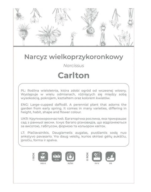 Zdjęcie: Narcyz Carlton żółty 3 sztuki W.LEGUTKO