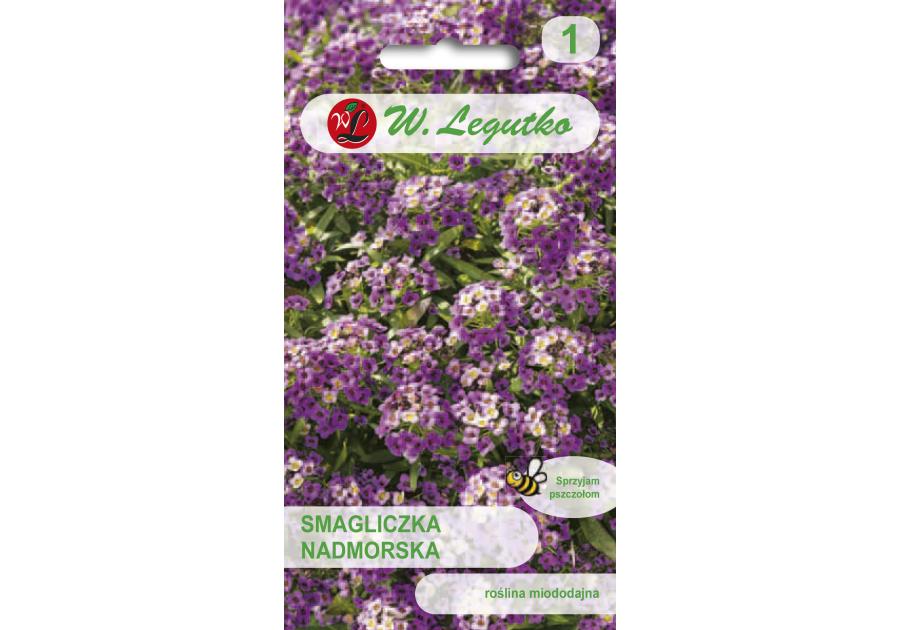 Zdjęcie: Smagliczka nadmorska fioletowa W.LEGUTKO