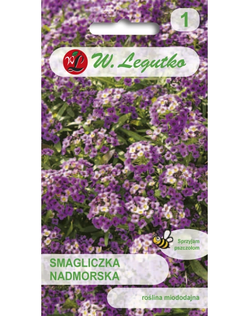 Zdjęcie: Smagliczka nadmorska fioletowa W.LEGUTKO