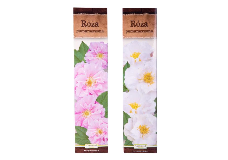 Zdjęcie: Róża pomarszczona GARTENLAND