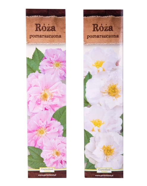 Zdjęcie: Róża pomarszczona GARTENLAND