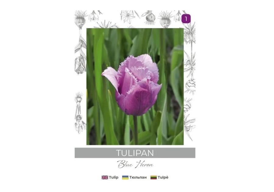 Zdjęcie: Tulipan Blue Heron fioletowy 3 sztuki W.LEGUTKO