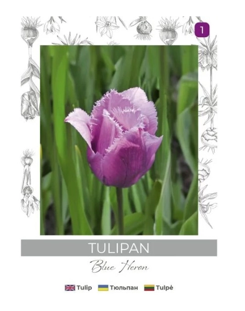 Zdjęcie: Tulipan Blue Heron fioletowy 3 sztuki W.LEGUTKO