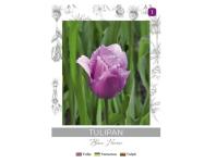 Zdjęcie: Tulipan Blue Heron fioletowy 3 sztuki W.LEGUTKO