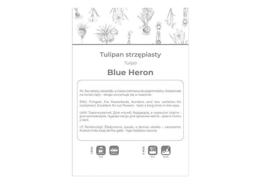 Zdjęcie: Tulipan Blue Heron fioletowy 3 sztuki W.LEGUTKO