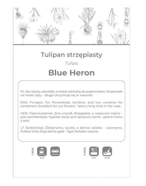 Zdjęcie: Tulipan Blue Heron fioletowy 3 sztuki W.LEGUTKO