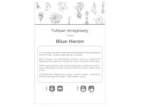 Zdjęcie: Tulipan Blue Heron fioletowy 3 sztuki W.LEGUTKO