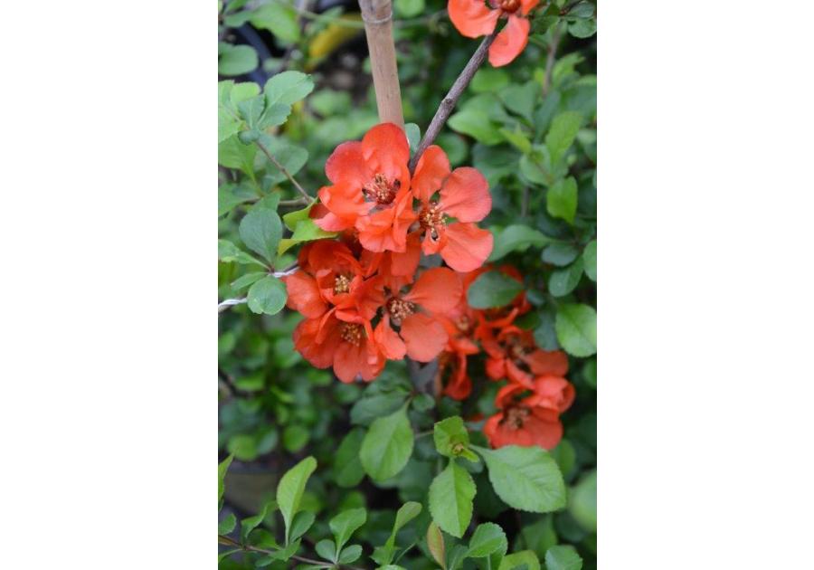 Zdjęcie: Pigwowiec C2 CLEMATIS