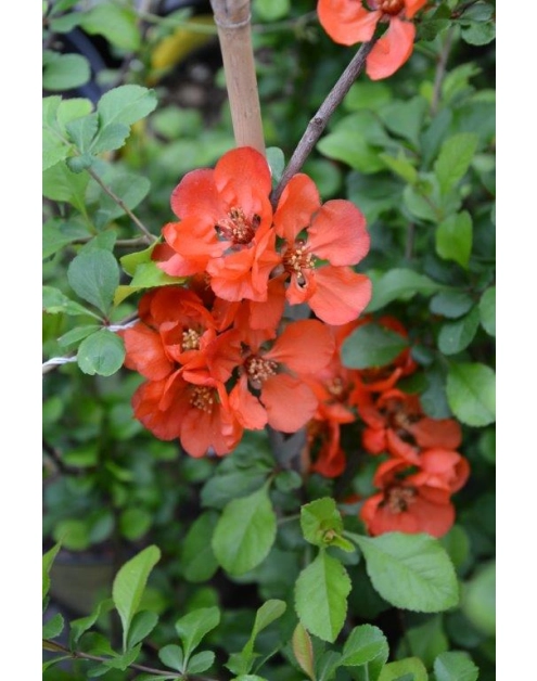 Zdjęcie: Pigwowiec C2 CLEMATIS