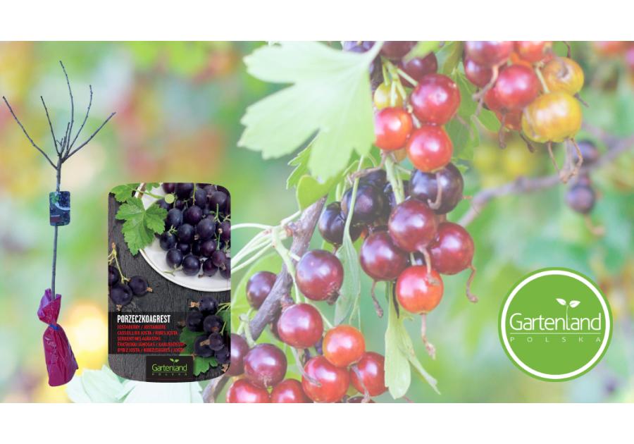 Zdjęcie: Porzeczko-agrest na pniu GARTENLAND