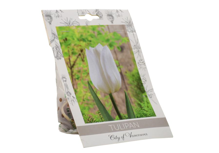 Zdjęcie: Tulipan City of Vancouver W.LEGUTKO