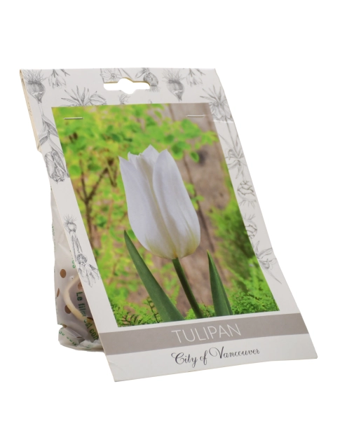 Zdjęcie: Tulipan City of Vancouver W.LEGUTKO