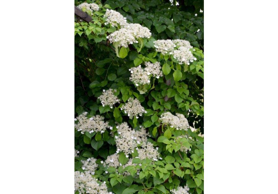 Zdjęcie: Hortensja pnąca C2 CLEMATIS