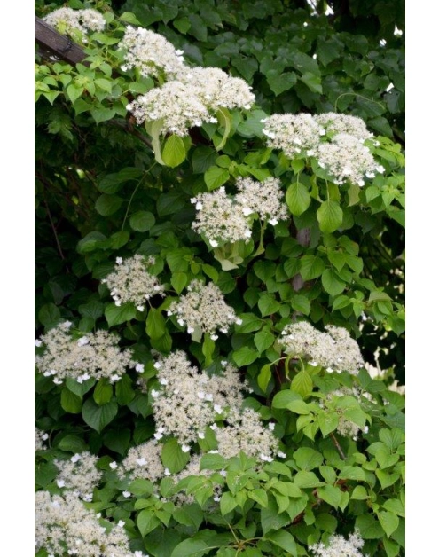 Zdjęcie: Hortensja pnąca C2 CLEMATIS