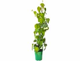 Bluszcz kolchidzki C2 CLEMATIS