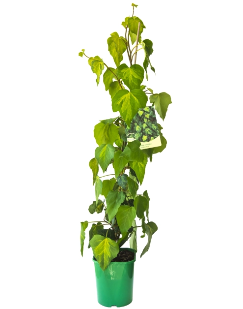 Zdjęcie: Bluszcz kolchidzki C2 CLEMATIS