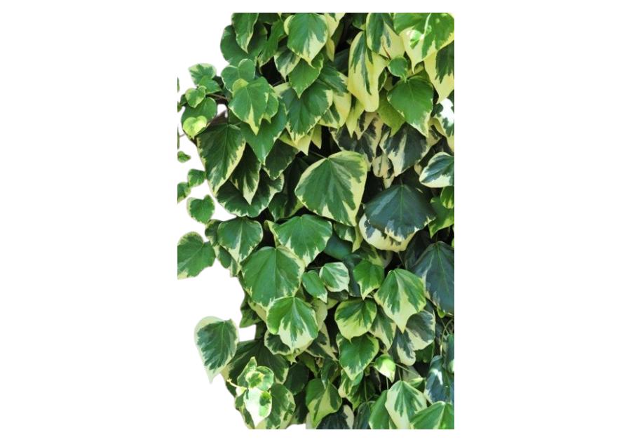 Zdjęcie: Bluszcz kolchidzki C2 CLEMATIS
