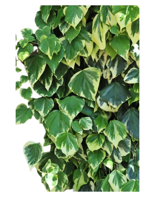 Zdjęcie: Bluszcz kolchidzki C2 CLEMATIS