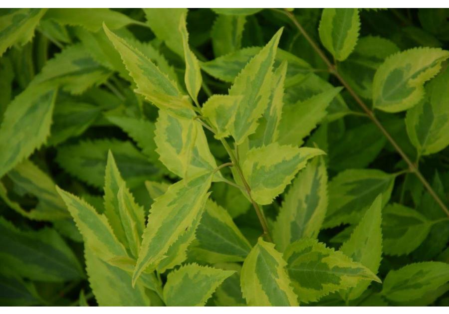 Zdjęcie: Krzew Forsycja C2 CLEMATIS