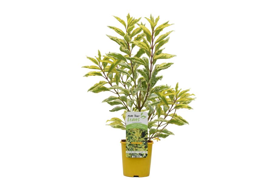 Zdjęcie: Krzew Forsycja C2 CLEMATIS