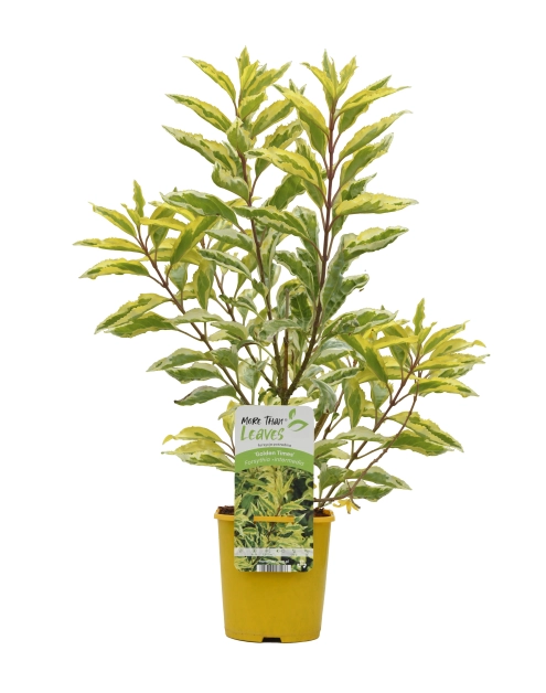 Zdjęcie: Krzew Forsycja C2 CLEMATIS