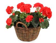 Zdjęcie: Kosz z uchwytami HC08227.M okrągły TIN TOURS