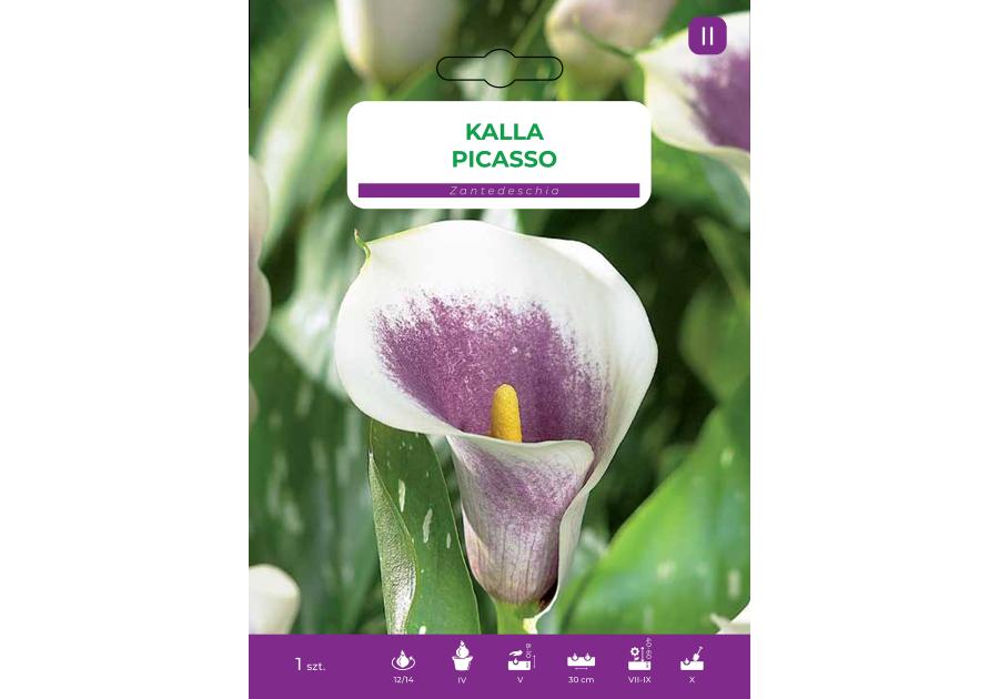 Zdjęcie: Kalla Picasso LEGUTKO