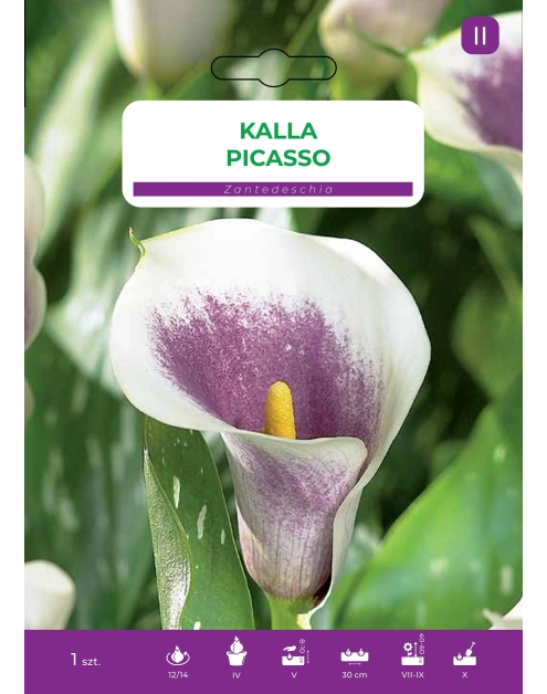 Zdjęcie: Kalla Picasso LEGUTKO