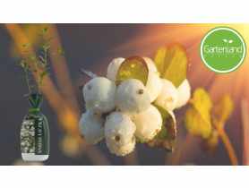 Śnieguliczka balot-folia GARTENLAND