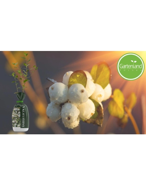 Zdjęcie: Śnieguliczka balot-folia GARTENLAND