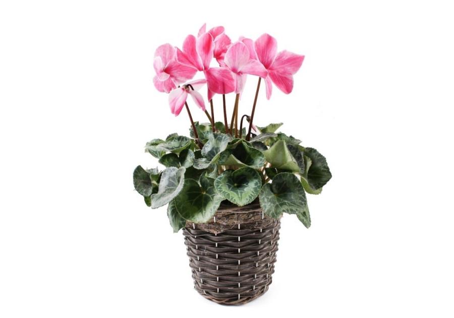 Zdjęcie: Kosz do obsadzania kwiatów z folią 20x16 cm TIN TOURS