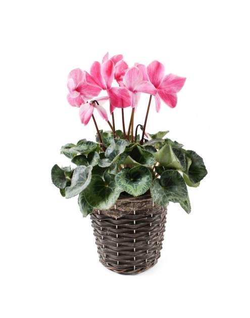 Zdjęcie: Kosz do obsadzania kwiatów z folią 20x16 cm TIN TOURS