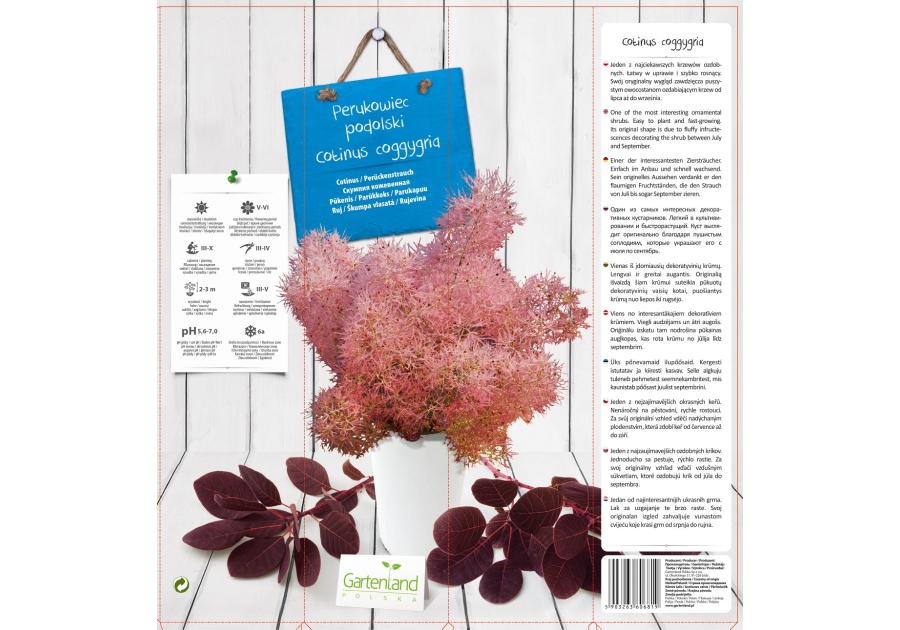 Zdjęcie: Perukowiec GARTENLAND