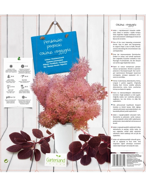 Zdjęcie: Perukowiec GARTENLAND