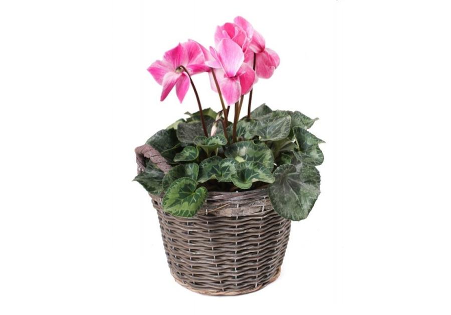 Zdjęcie: Kosz z uchwytami z folią do obsadzania kwiatami 31x24/29 cm duży TIN TOURS