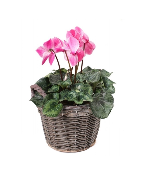 Zdjęcie: Kosz z uchwytami z folią do obsadzania kwiatami 31x24/29 cm duży TIN TOURS