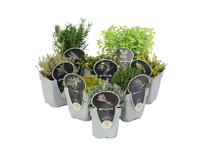 Zdjęcie: Zioła mix 4FLOWER