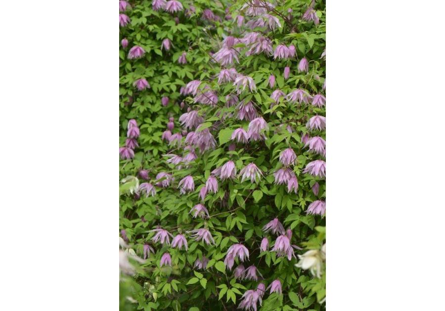 Zdjęcie: Powojnik botaniczny C2 CLEMATIS