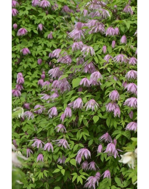 Zdjęcie: Powojnik botaniczny C2 CLEMATIS