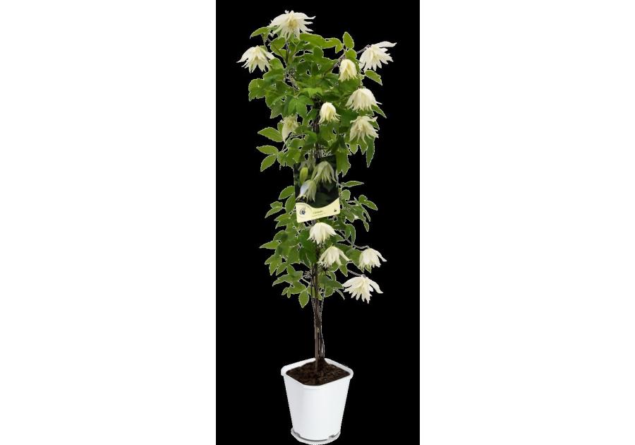 Zdjęcie: Powojnik botaniczny C2 CLEMATIS