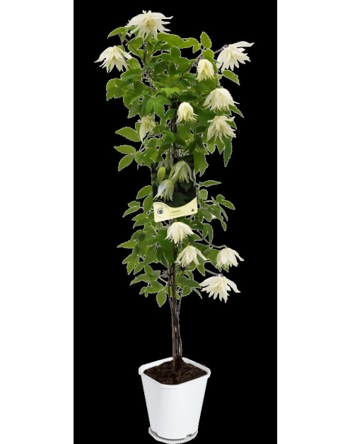 Zdjęcie: Powojnik botaniczny C2 CLEMATIS